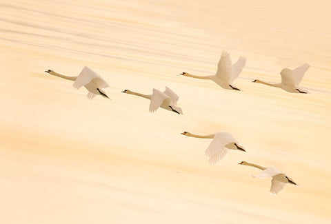 Group Dancing Black Ornate Wood Framed Art Print with Double Matting by Qin, Feng