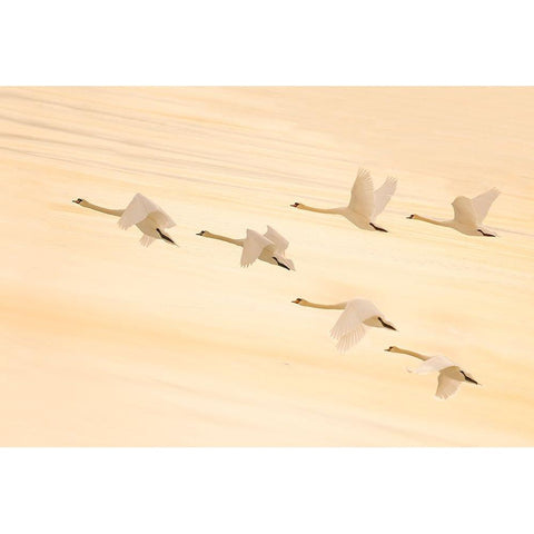 Group Dancing Black Modern Wood Framed Art Print with Double Matting by Qin, Feng