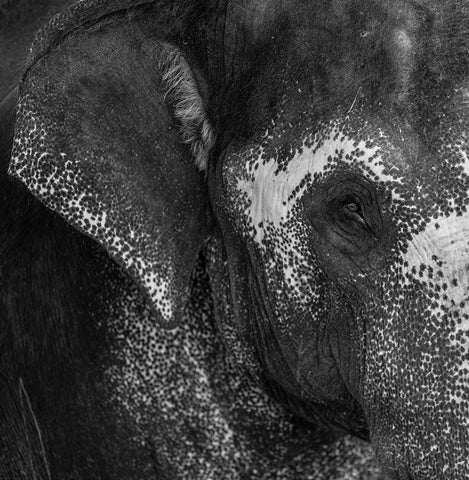 Love Black Ornate Wood Framed Art Print with Double Matting by Kiperman, Roni