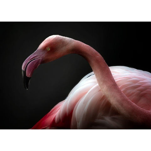 Flamingo Portrait White Modern Wood Framed Art Print by Pascual Buye, Santiago