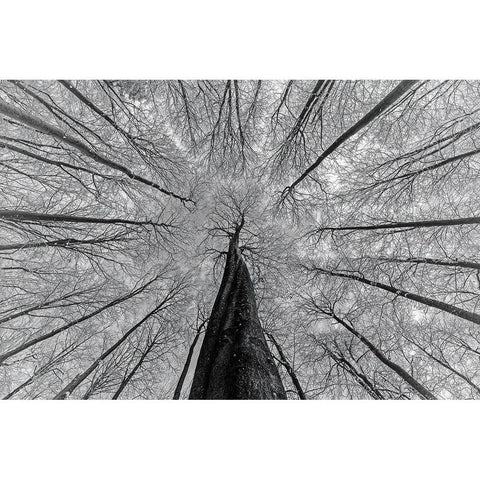 Winter views Black Modern Wood Framed Art Print with Double Matting by Pavlasek, Tom