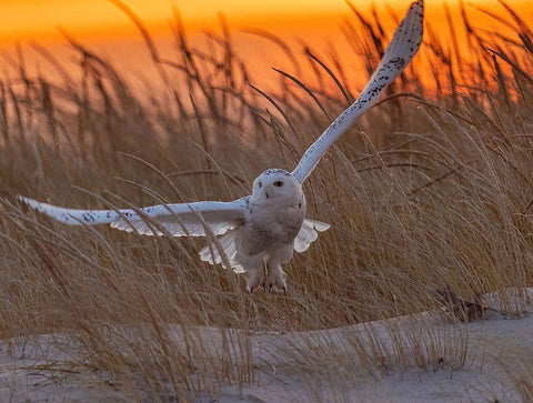 Good Morning Sunshine! Black Ornate Wood Framed Art Print with Double Matting by Qiang, Tu