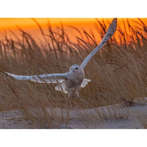 Good Morning Sunshine! Gold Ornate Wood Framed Art Print with Double Matting by Qiang, Tu