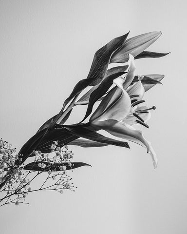 A Beautiful Flower White Modern Wood Framed Art Print with Double Matting by Jo, Rahel