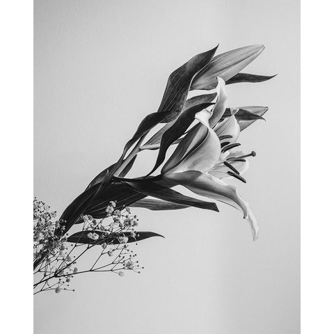 A Beautiful Flower Black Modern Wood Framed Art Print with Double Matting by Jo, Rahel