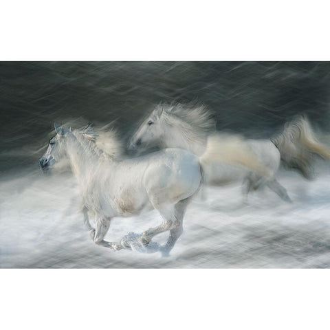 Gallop In A Duel White Modern Wood Framed Art Print by Malovrh, Milan