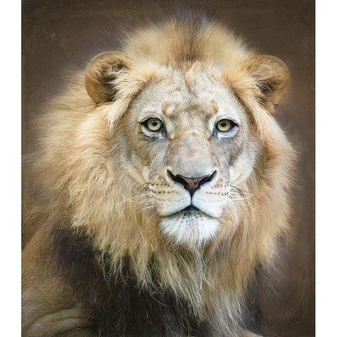 Portrait Of A Young Male Lion White Modern Wood Framed Art Print by D Lester, Linda