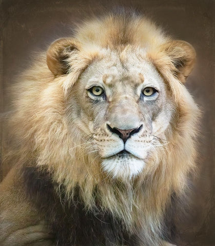 Portrait Of A Young Male Lion Black Ornate Wood Framed Art Print with Double Matting by D Lester, Linda