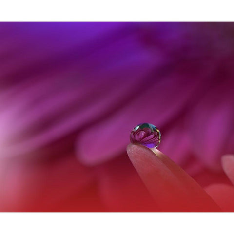 Prism Of Life.. White Modern Wood Framed Art Print by Nan, Juliana