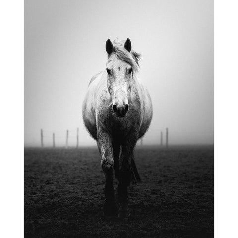 Confidence Black Modern Wood Framed Art Print by Staelens, Christophe