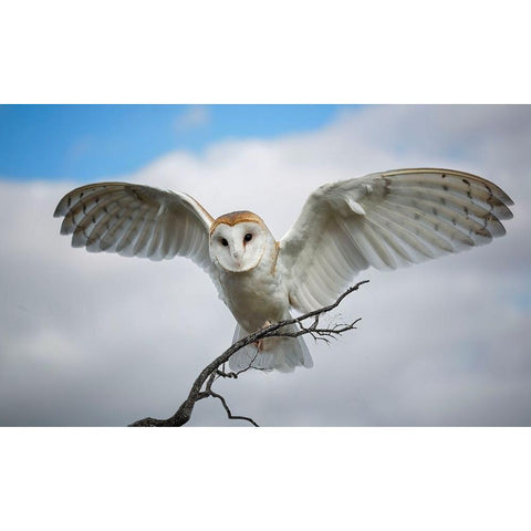 Snowy Owl White Modern Wood Framed Art Print by A. Fletcher, Barbara