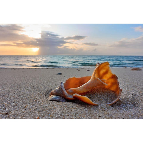 Snail Shell In The Spotlight Of Nature White Modern Wood Framed Art Print by Balzer, Bodo