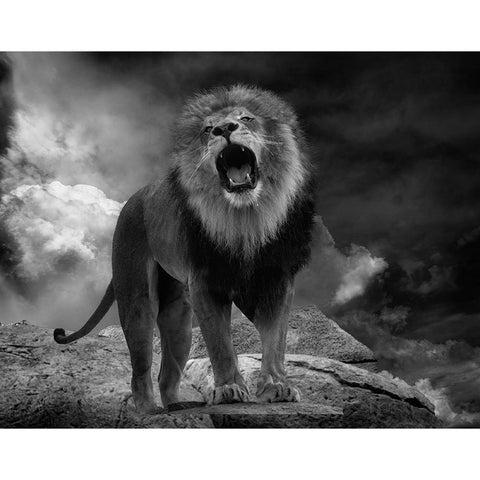 Lions Roar White Modern Wood Framed Art Print by Wisniowska, Krystina