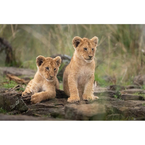 Little Lion Cubs Black Modern Wood Framed Art Print with Double Matting by Katz, Daniel