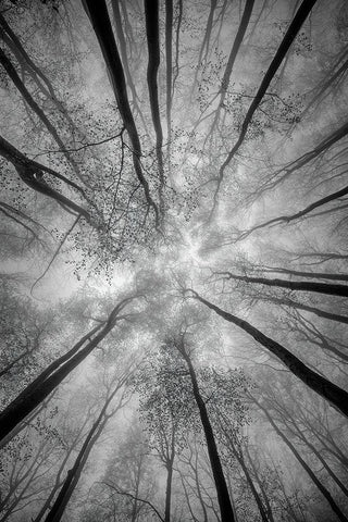 Treetops Black Ornate Wood Framed Art Print with Double Matting by Pavlasek, Tom