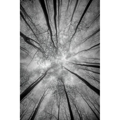 Treetops Black Modern Wood Framed Art Print by Pavlasek, Tom
