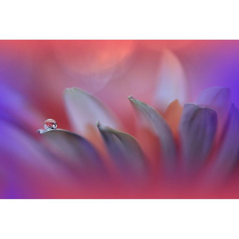 Blossoming Heart.. White Modern Wood Framed Art Print by Nan, Juliana