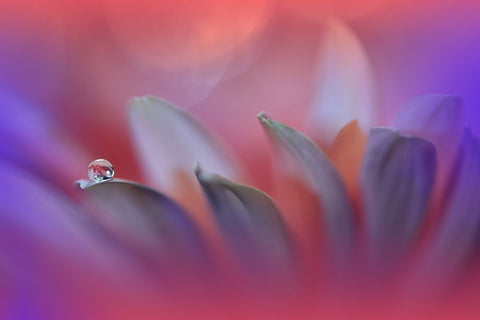 Blossoming Heart.. White Modern Wood Framed Art Print with Double Matting by Nan, Juliana