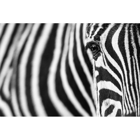 Zebra Stripes White Modern Wood Framed Art Print by Guijt, Richard