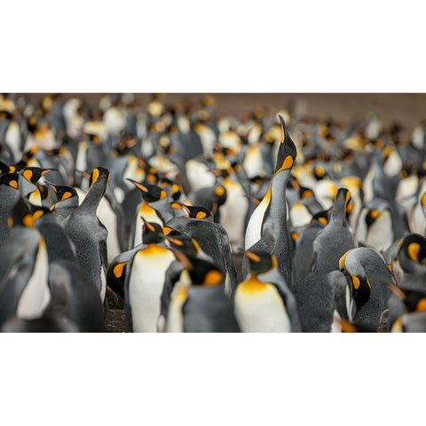 King penguin colony Black Modern Wood Framed Art Print by Gil Raga, Joan