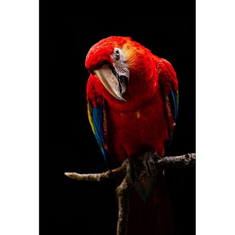 Portrait Of Scarlet Macaw Gold Ornate Wood Framed Art Print with Double Matting by Halil, Andi