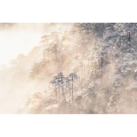 Pinus taiwanensis in the clouds. White Modern Wood Framed Art Print by Cui, Yuan