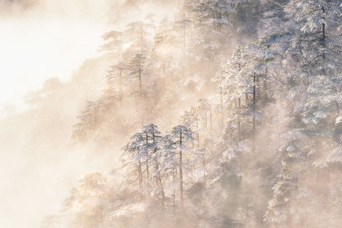 Pinus taiwanensis in the clouds. White Modern Wood Framed Art Print with Double Matting by Cui, Yuan