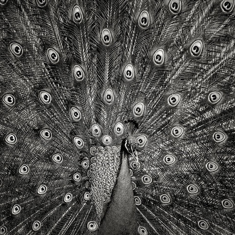 Peacock #6 White Modern Wood Framed Art Print with Double Matting by Meermann, Christian