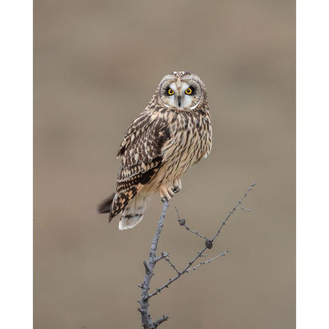 Short-Eared Owl White Modern Wood Framed Art Print by Luo, Donald