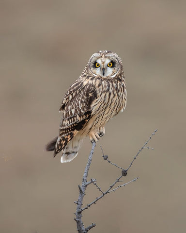 Short-Eared Owl White Modern Wood Framed Art Print with Double Matting by Luo, Donald