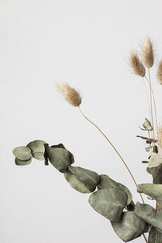 Dried_002 White Modern Wood Framed Art Print with Double Matting by 1x Studio III