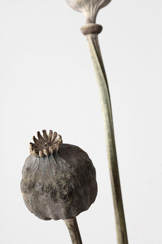 Dried_005 Black Ornate Wood Framed Art Print with Double Matting by 1x Studio III