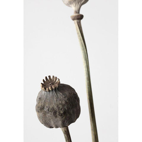 Dried_005 Black Modern Wood Framed Art Print with Double Matting by 1x Studio III