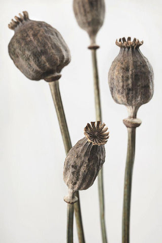 Dried_006 Black Ornate Wood Framed Art Print with Double Matting by 1x Studio III