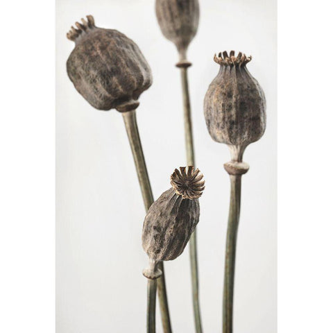 Dried_006 Black Modern Wood Framed Art Print with Double Matting by 1x Studio III