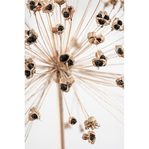 Dried_007 White Modern Wood Framed Art Print by 1x Studio III