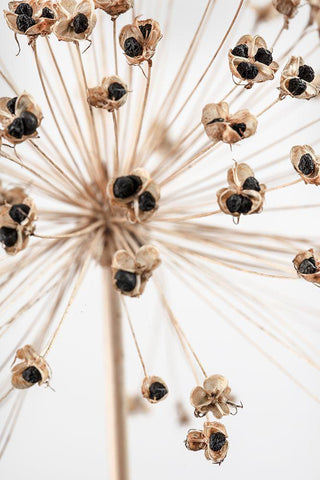 Dried_007 White Modern Wood Framed Art Print with Double Matting by 1x Studio III