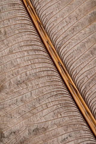 Feather_007 White Modern Wood Framed Art Print with Double Matting by 1x Studio III