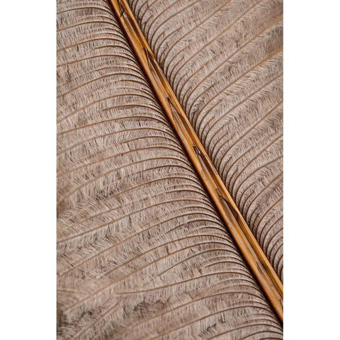 Feather_007 White Modern Wood Framed Art Print by 1x Studio III