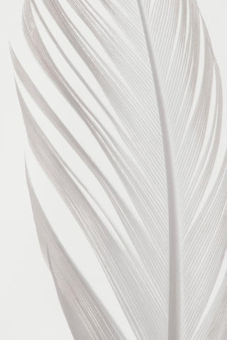 Feather_006 White Modern Wood Framed Art Print with Double Matting by 1x Studio III