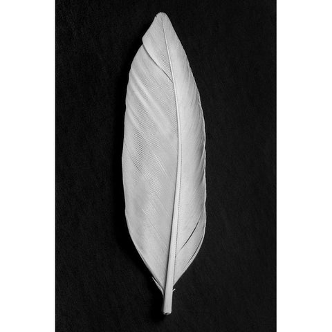 Feather_008 White Modern Wood Framed Art Print by 1x Studio III