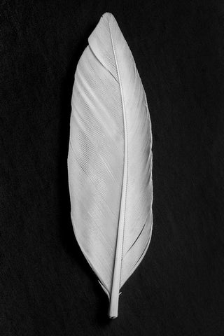 Feather_008 White Modern Wood Framed Art Print with Double Matting by 1x Studio III