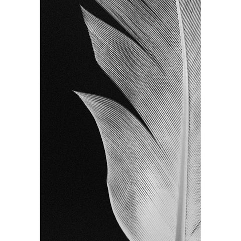 Feather_005 Black Modern Wood Framed Art Print with Double Matting by 1x Studio III