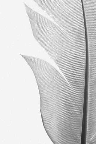 Feather_004 Black Ornate Wood Framed Art Print with Double Matting by 1x Studio III