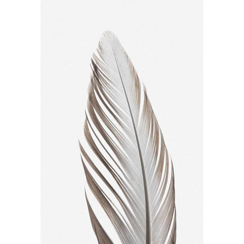 Feather_003 White Modern Wood Framed Art Print by 1x Studio III