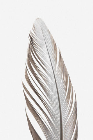 Feather_003 White Modern Wood Framed Art Print with Double Matting by 1x Studio III