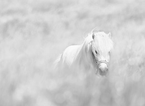White Horse Black Ornate Wood Framed Art Print with Double Matting by Paritskiy, Oles