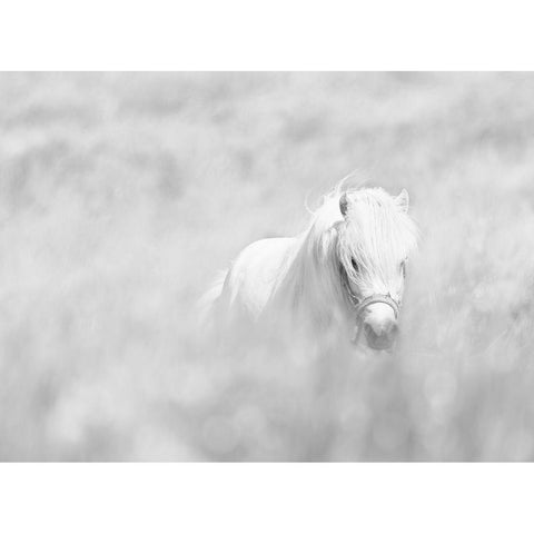White Horse White Modern Wood Framed Art Print by Paritskiy, Oles