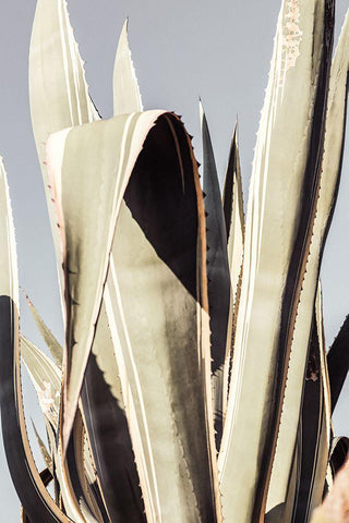 Agave_001 Black Ornate Wood Framed Art Print with Double Matting by 1x Studio III