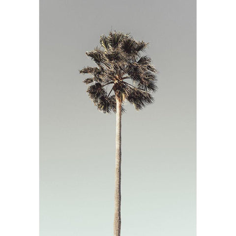 Palm_001 Black Modern Wood Framed Art Print with Double Matting by 1x Studio III